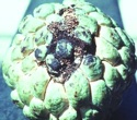 Custard Apple